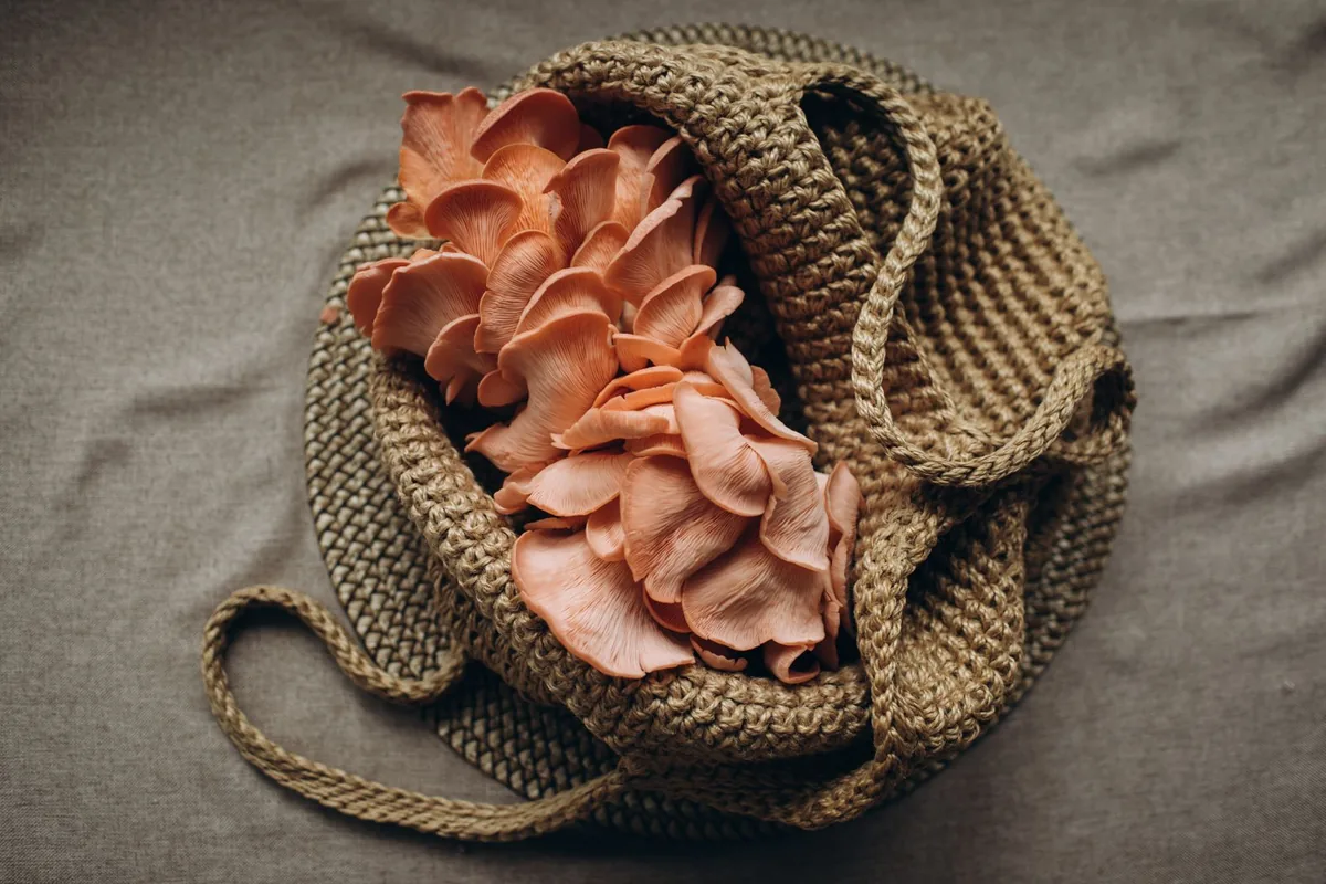 Pink oyster mushrooms, an ingredient with unusual texture