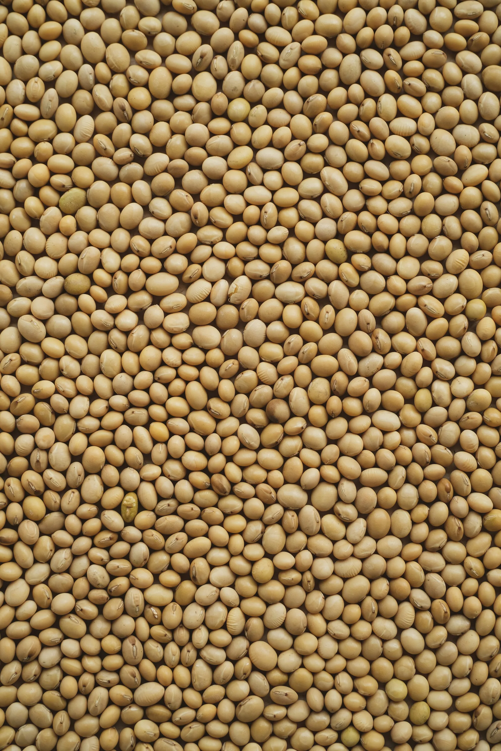 Raw soybeans, the starting point for tofu